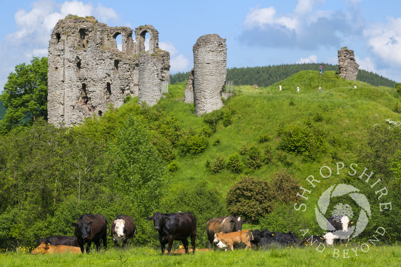 Cows grazing beneath Clun Castle, Shropshire.
