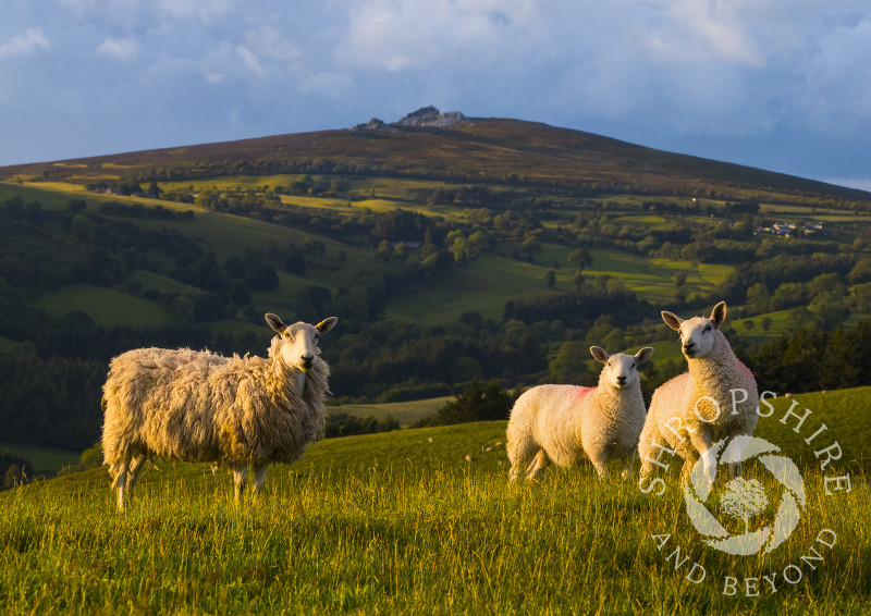 Sheep on Linley Hill, with the Stiperstones on the horizon, Shropshire.