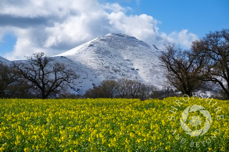 A field of oilseed rape in bloom beneath a snow-covered Caer Caradoc, Shropshire.