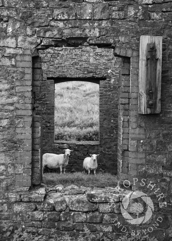 Two sheep look out from an old mining building on Brown Clee hill, Shropshire.