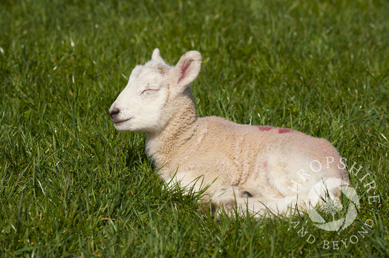 A lamb enjoys the spring sunshine at Middle Farm, Shelve, on the Stiperstones, Shropshire, England.
