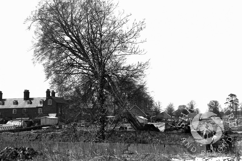 A beech tree being felled in preparation for the construction of Beech Drive, Shifnal, Shropshire, in 1965.