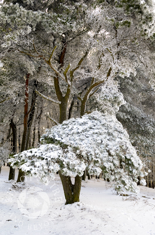 Snow and frost covers trees on the Wrekin, Shropshire, England.