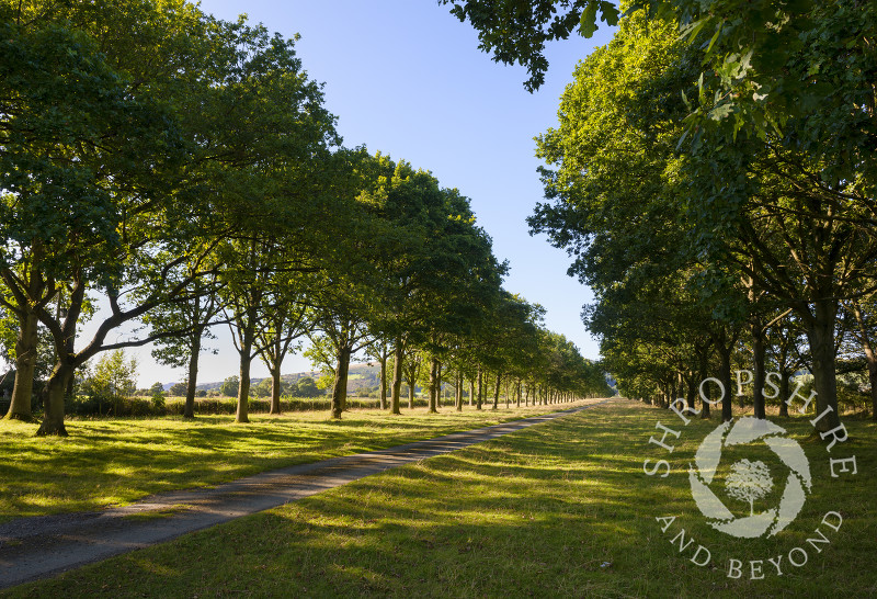 A mile long avenue of oak trees leading to Linley Hall, Shropshire.