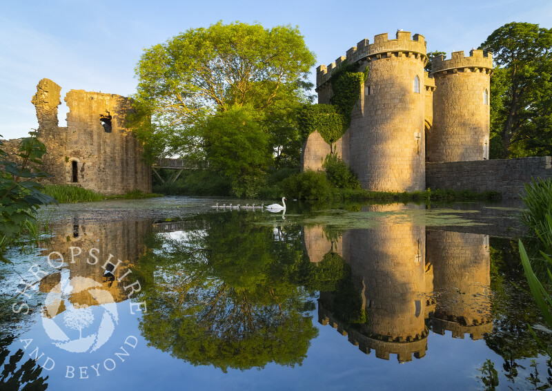 A swan and seven cygnets glide across the moat at Whittington Castle, near Oswestry, Shropshire.