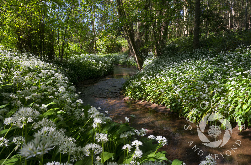 The Wesley Brook in Shifnal winding its way through a sea of wild garlic, Shropshire.