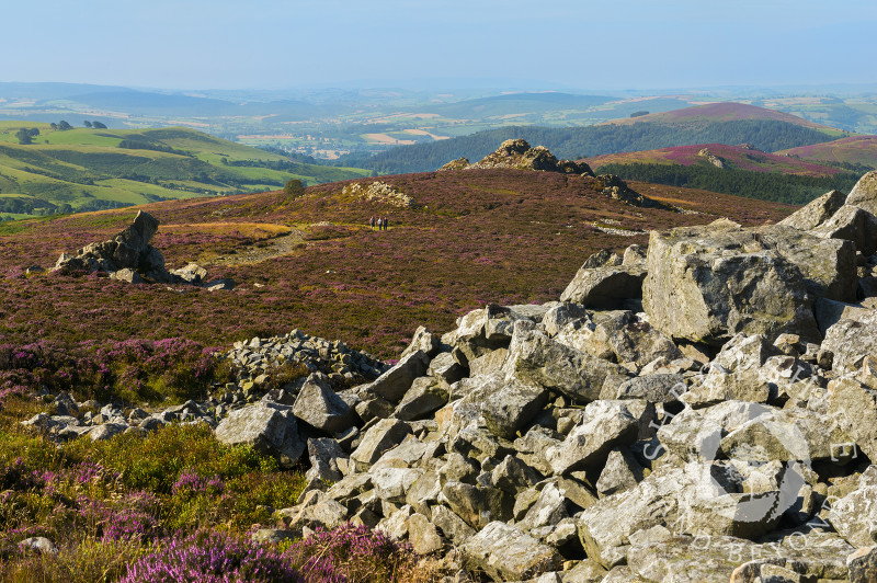 Quartzite rock and purple heather on the Stiperstones in Shropshire.