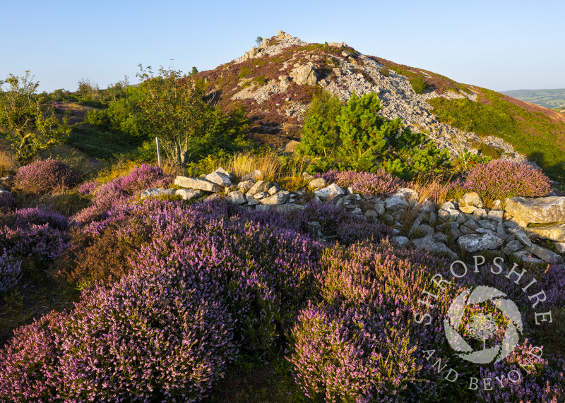 Evening light on the southern end of the Stiperstones, Shropshire.