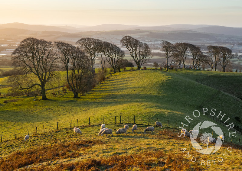Sheep grazing at sunrise on Linley Hill, near Norbury, Shropshire.