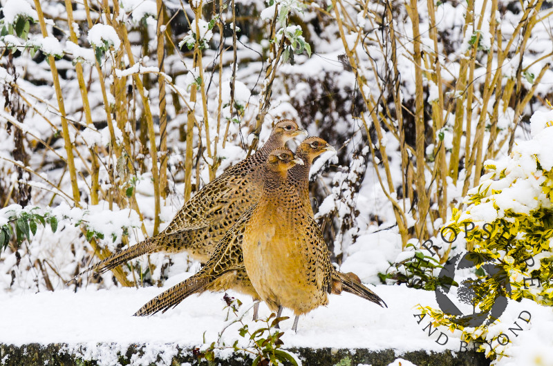 A group of pheasants in snow, Shifnal, Shropshire.