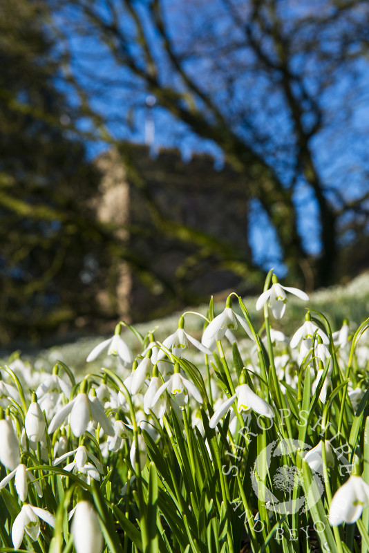 Snowdrops at St Peter's Church in Stanton Lacy, near Ludlow, Shropshire, England.