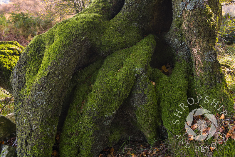 Moss-covered tree roots at Brook Vessons Nature Reserve, Shropshire.
