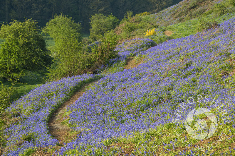 Bluebells on Old Oswestry Hill Fort, Shropshire.