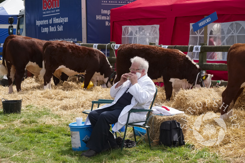 An exhibitor and Hereford cattle find time for a snack at Burwarton Agricultural Show, near Bridgnorth, Shropshire, England.