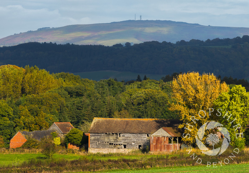 Autumn colour surrounds an old barn near Bromfield beneath Brown Clee Hill, Shropshire.