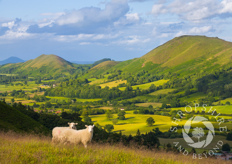 Two sheep on the Long Mynd in front of Caer Caradoc, the Lawley and the Wrekin in Shropshire.
