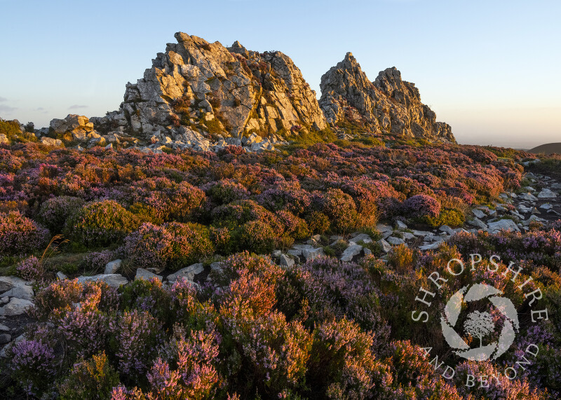 The Devil's Chair amid the heather at sunrise on the Stiperstones, Shropshire.