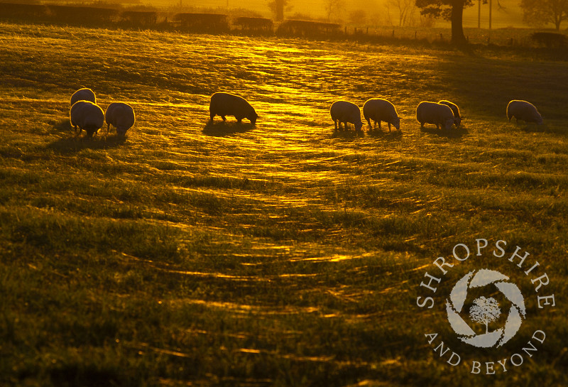 Sheep grazing in a spiderweb covered field at sunset beneath the Wrekin, Shropshire, England.
