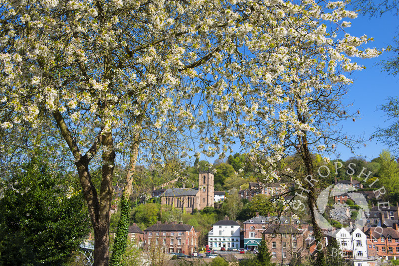 Spring blossom at Ironbridge, Shropshire, England.