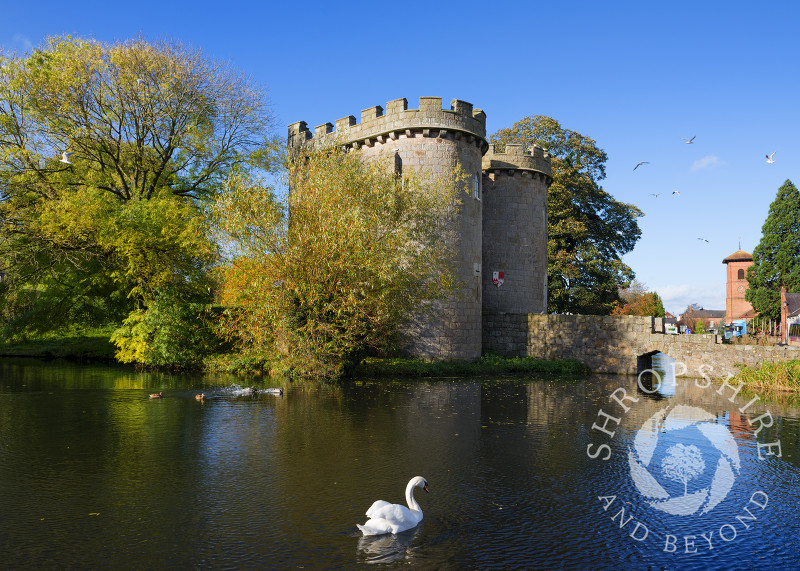 A swan glides across the moat at Whittington Castle, near Oswestry, Shropshire, England.