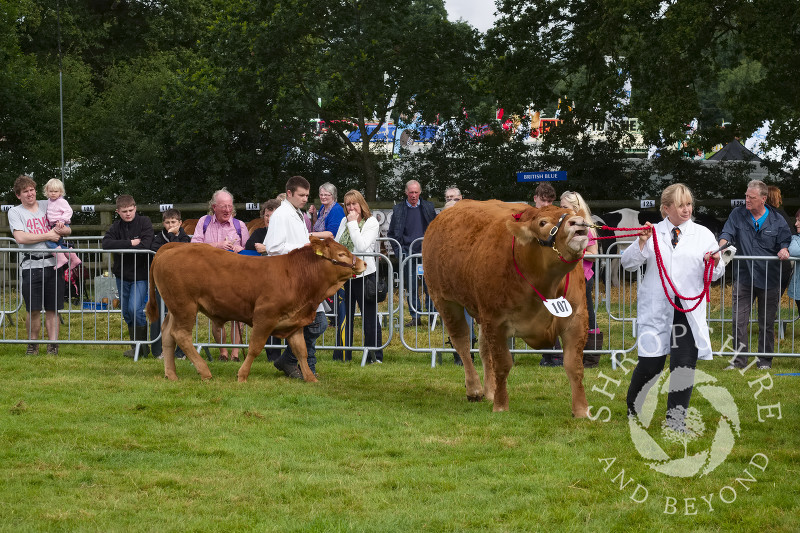 Cattle in the parade ring at Burwarton Show, near Bridgnorth, Shropshire, England.