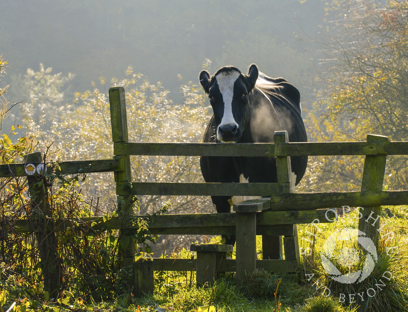 A cow looks over a stile at Bridgnorth, Shropshire, England.