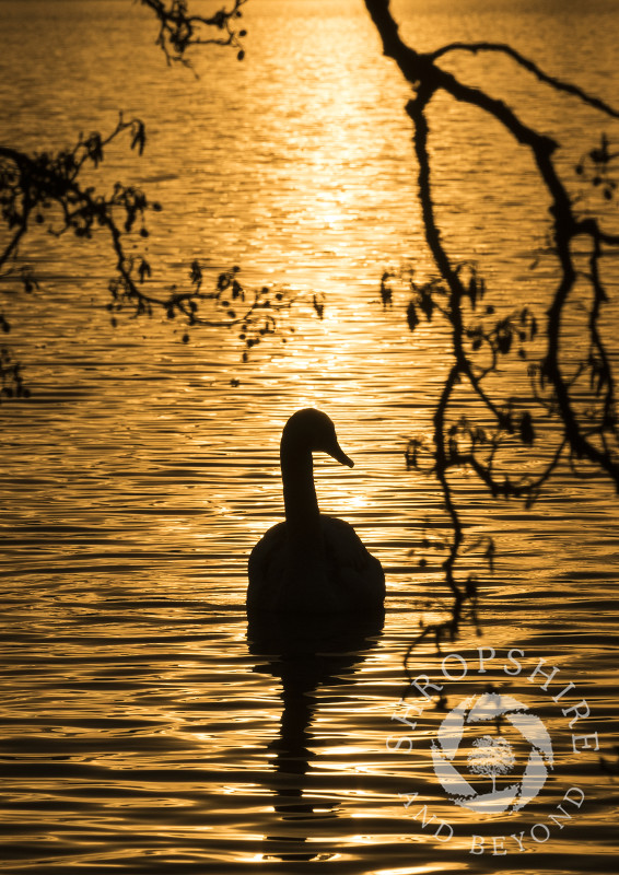 A mute swan silhouetted by sunrise reflected on the Mere at Ellesmere, Shropshire.