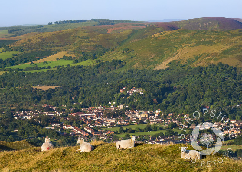 Sheep on Caer Caradoc overlooking Church Stretton and the Long Mynd, Shropshire.