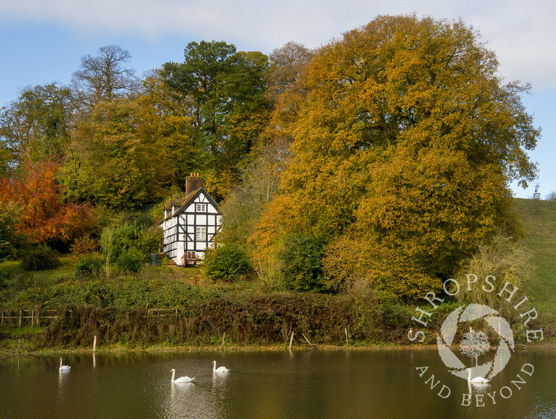 Swans on The Mere at Worfield, with Pool Cottage, near Bridgnorth, Shropshire.