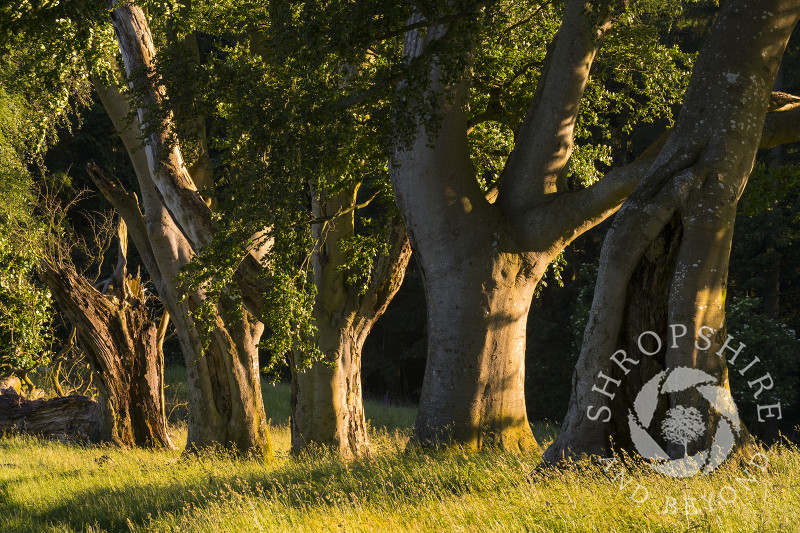 Evening light on the ancient avenue of beech trees on Linley Hill, Shropshire