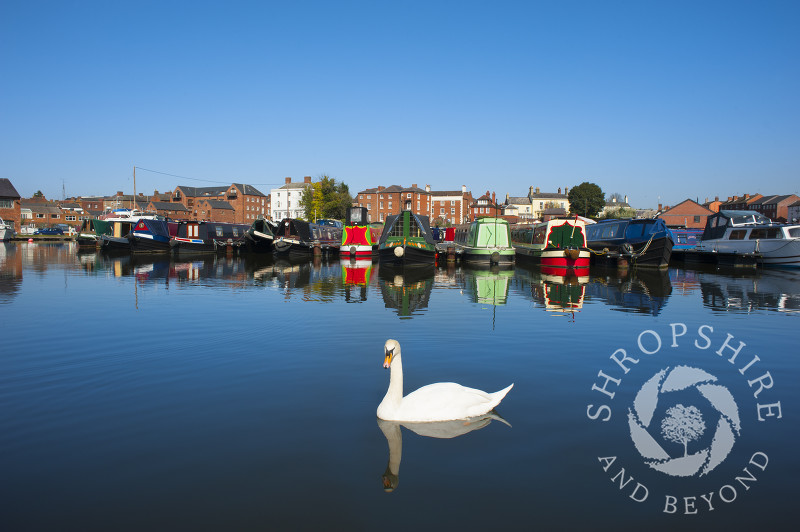 A swan is reflected in the waters of the canal basin at Stourport-on-Severn, Worcestershire, England.