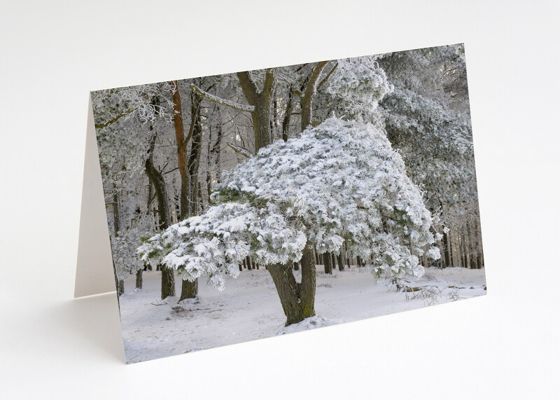 Snow-covered tree on the Wrekin, Shropshire.