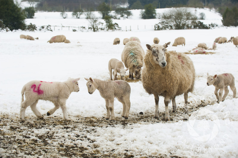 Lambs and sheep in spring snow on the Stiperstones in South Shropshire, England.