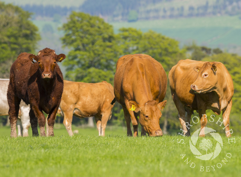 Cattle grazing on Hopesay Common near Craven Arms, Shropshire.