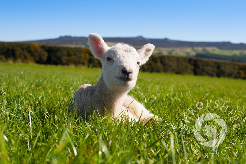 A lamb enjoys the spring sunshine at Shelve, near the Stiperstones, Shropshire, England.