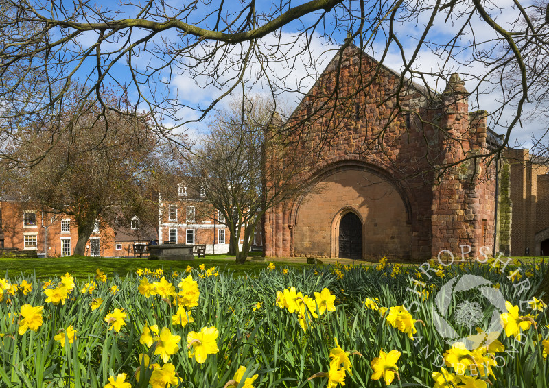 Daffodils in the churchyard of Old St Chad's, Shrewsbury, Shropshire.