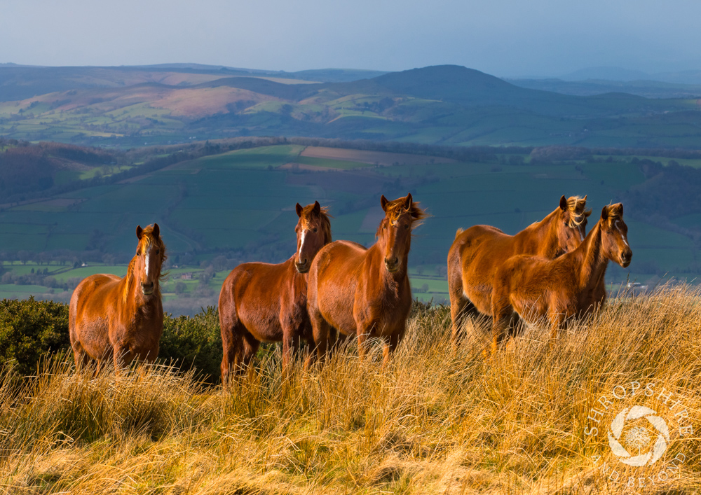 Wind and wild ponies on Brown Clee