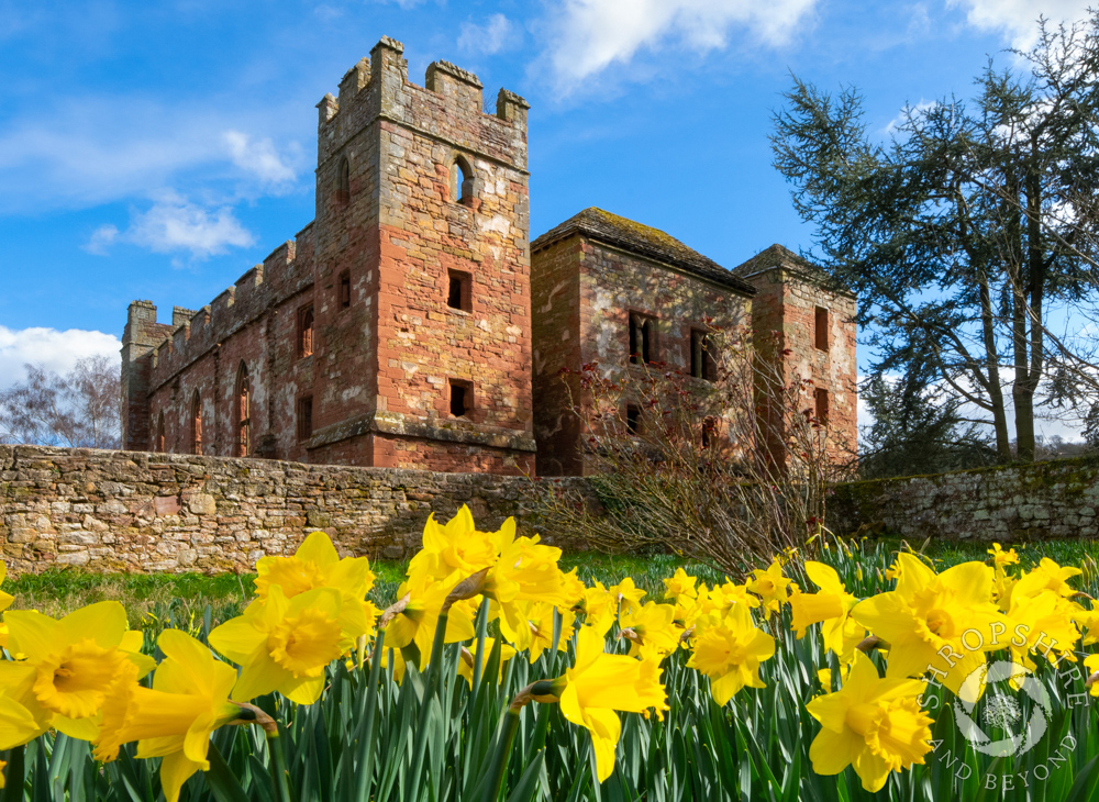 Drift of gold at Acton Burnell Castle