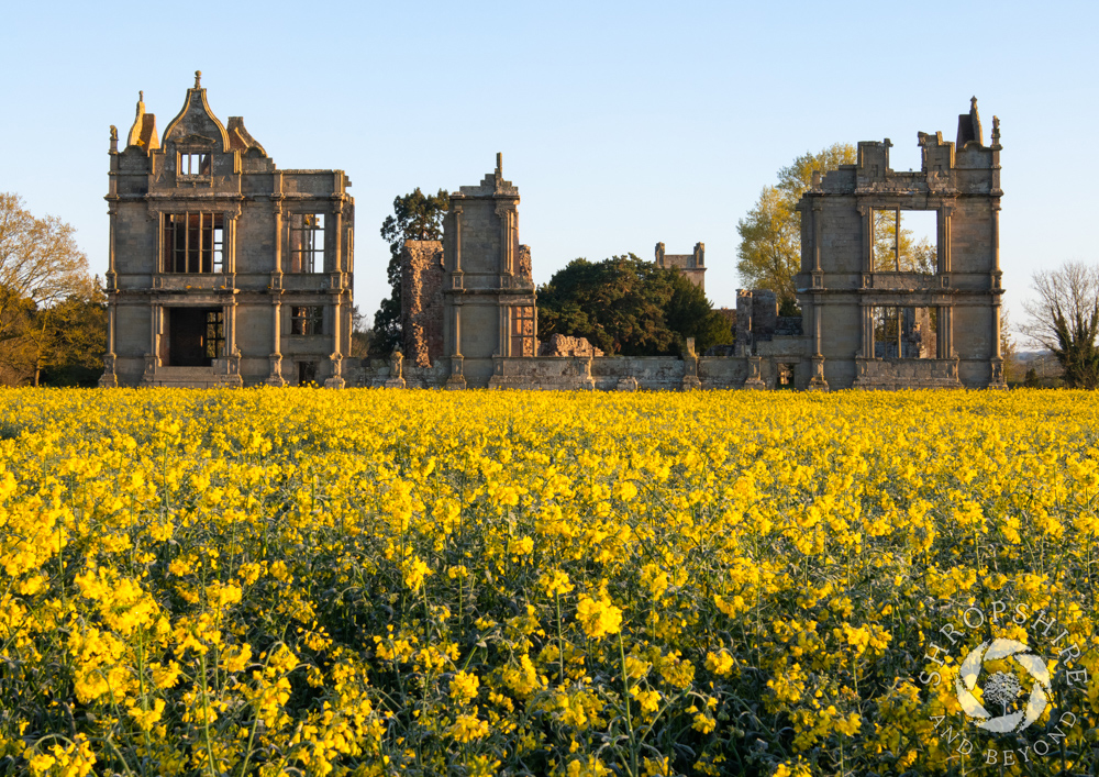 Field of gold at Moreton Corbet Castle