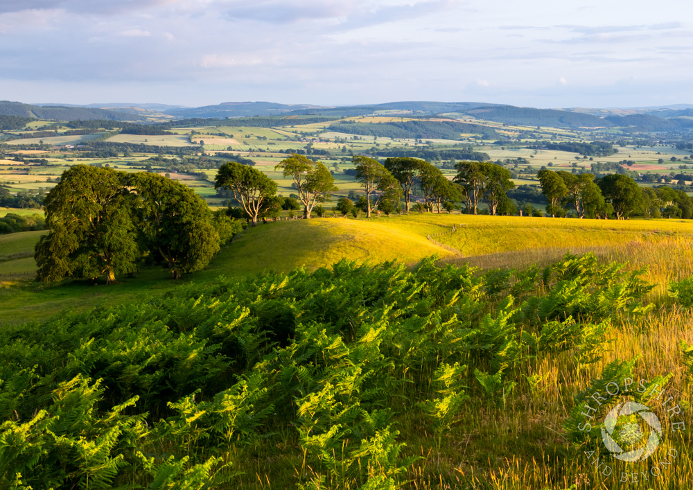 Glorious evening sunshine on Linley Hill