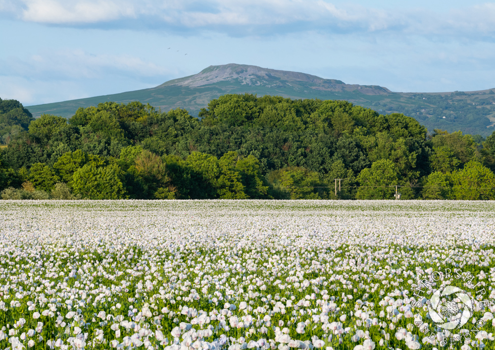 Sea of white beneath Titterstone Clee