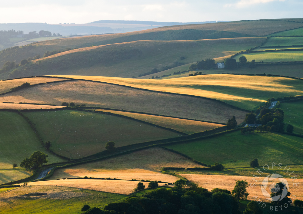 A golden evening in the Redlake Valley