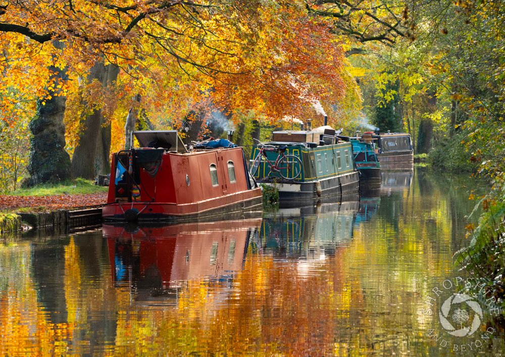 Striking colours on Llangollen Canal