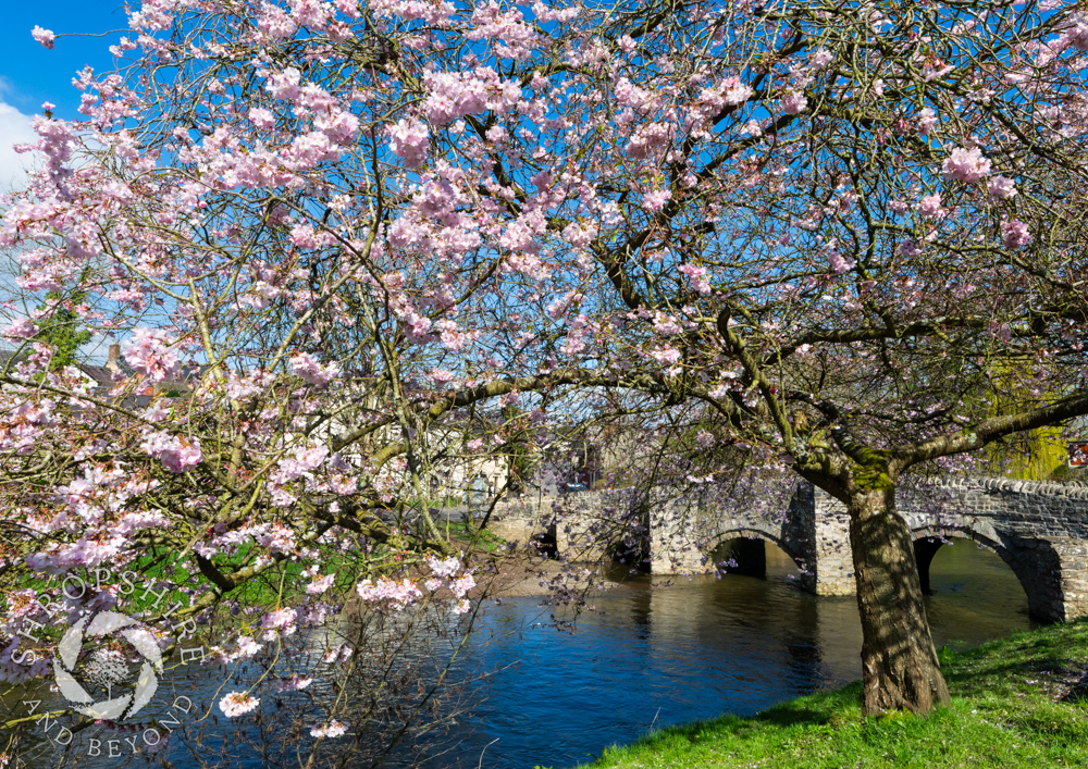 Blossom time at Clun in bright spring sunshine