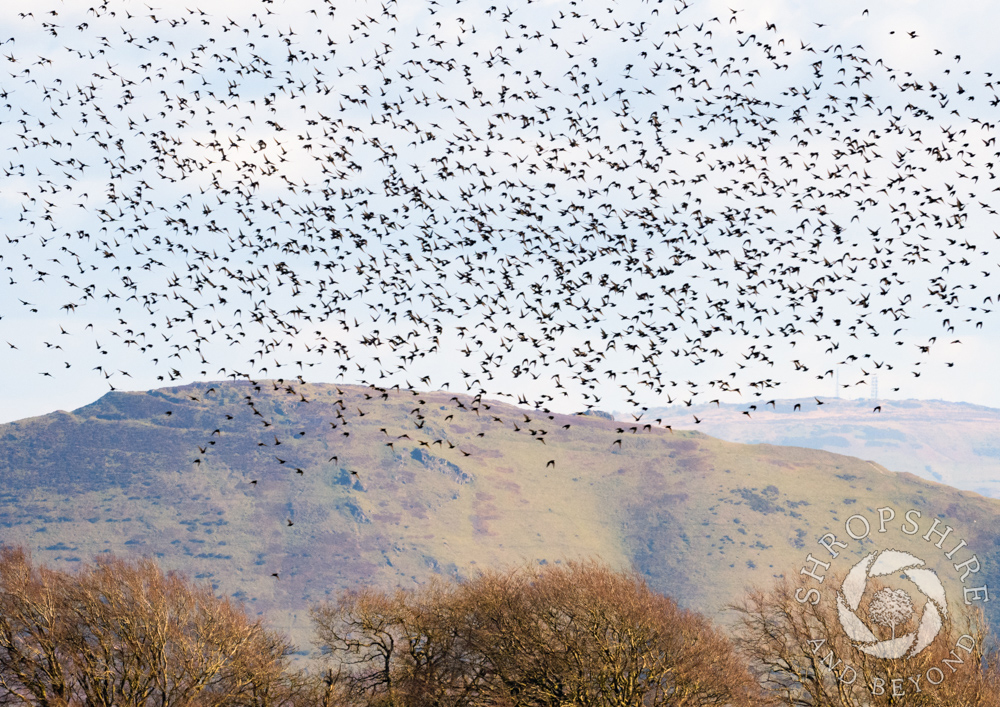 Glorious sight as birds take to the skies