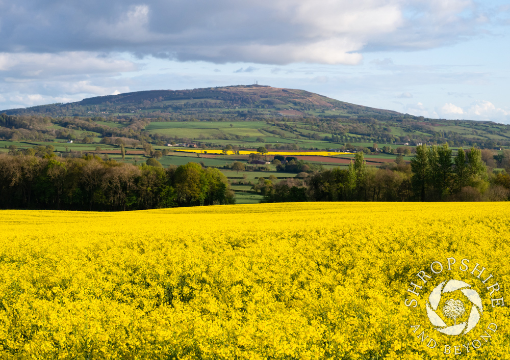 Brown Clee rises above a sea of glorious gold
