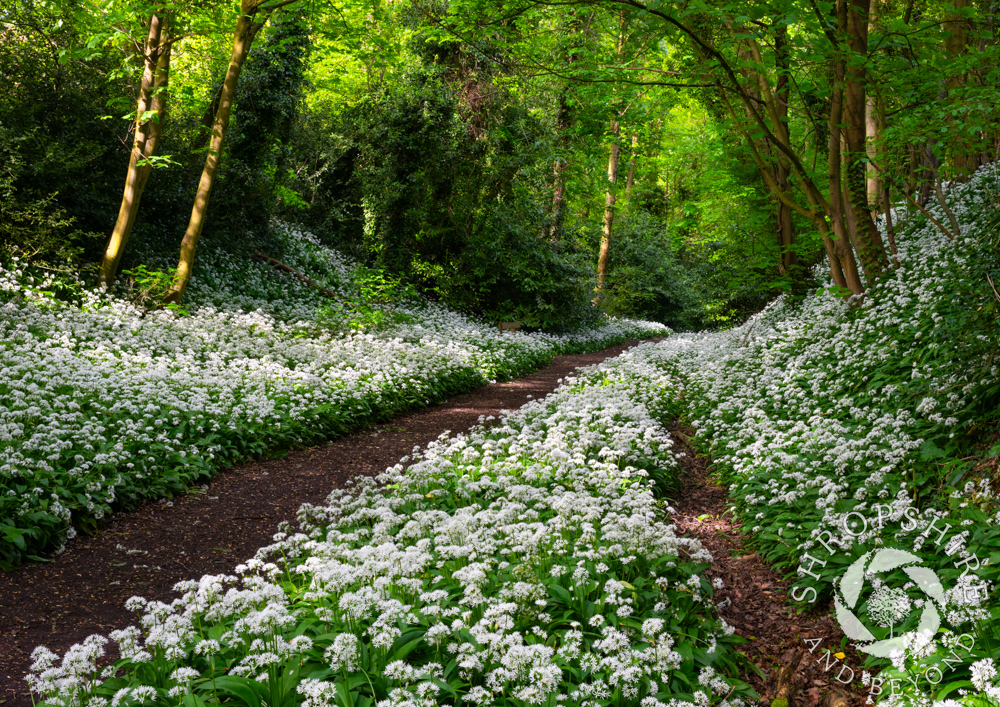 Clouds of white along path of old railway line