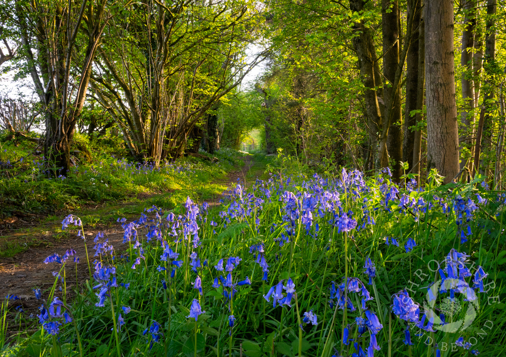 Bluebells and birdsong on Wenlock Edge
