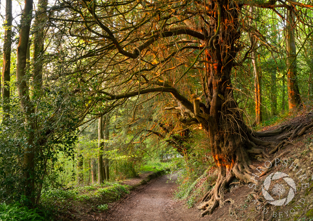 Ancient guardians on Wenlock Edge