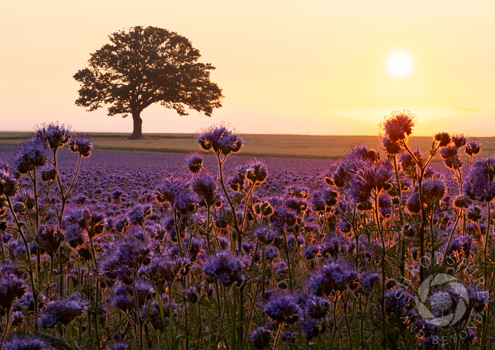 Midsummer sunrise over field of purple